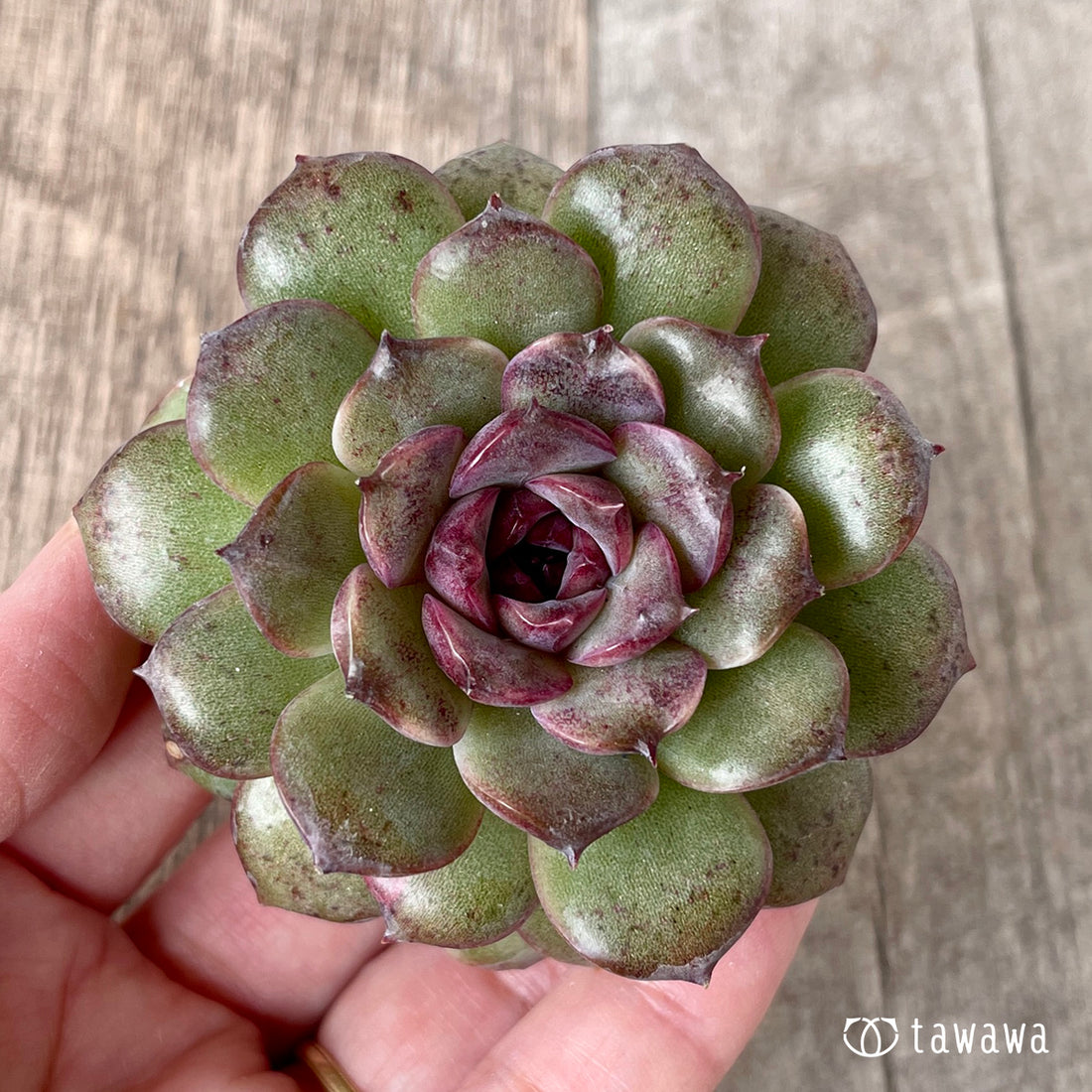 New Arrivals: Ice Green