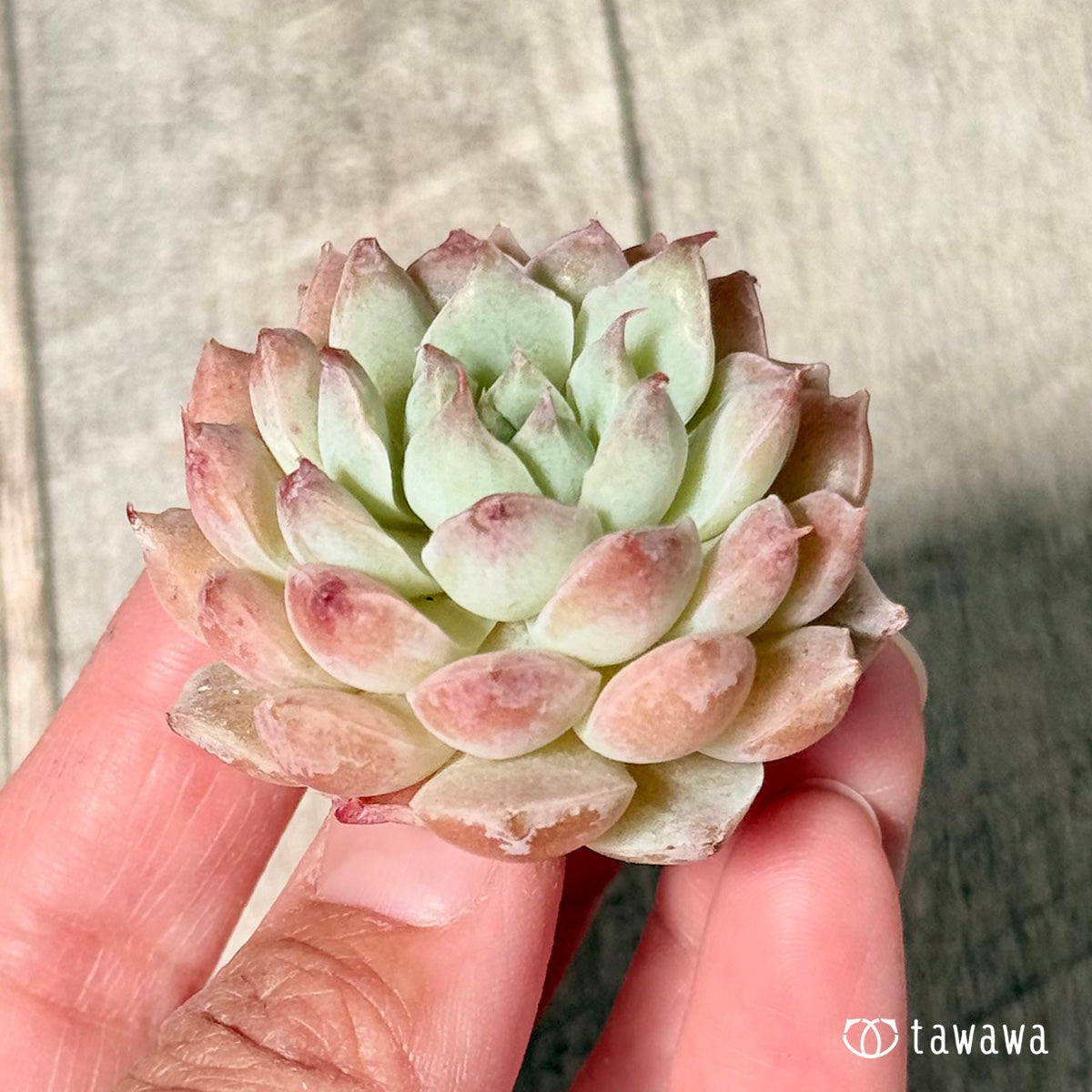 New Arrivals: Ice Green