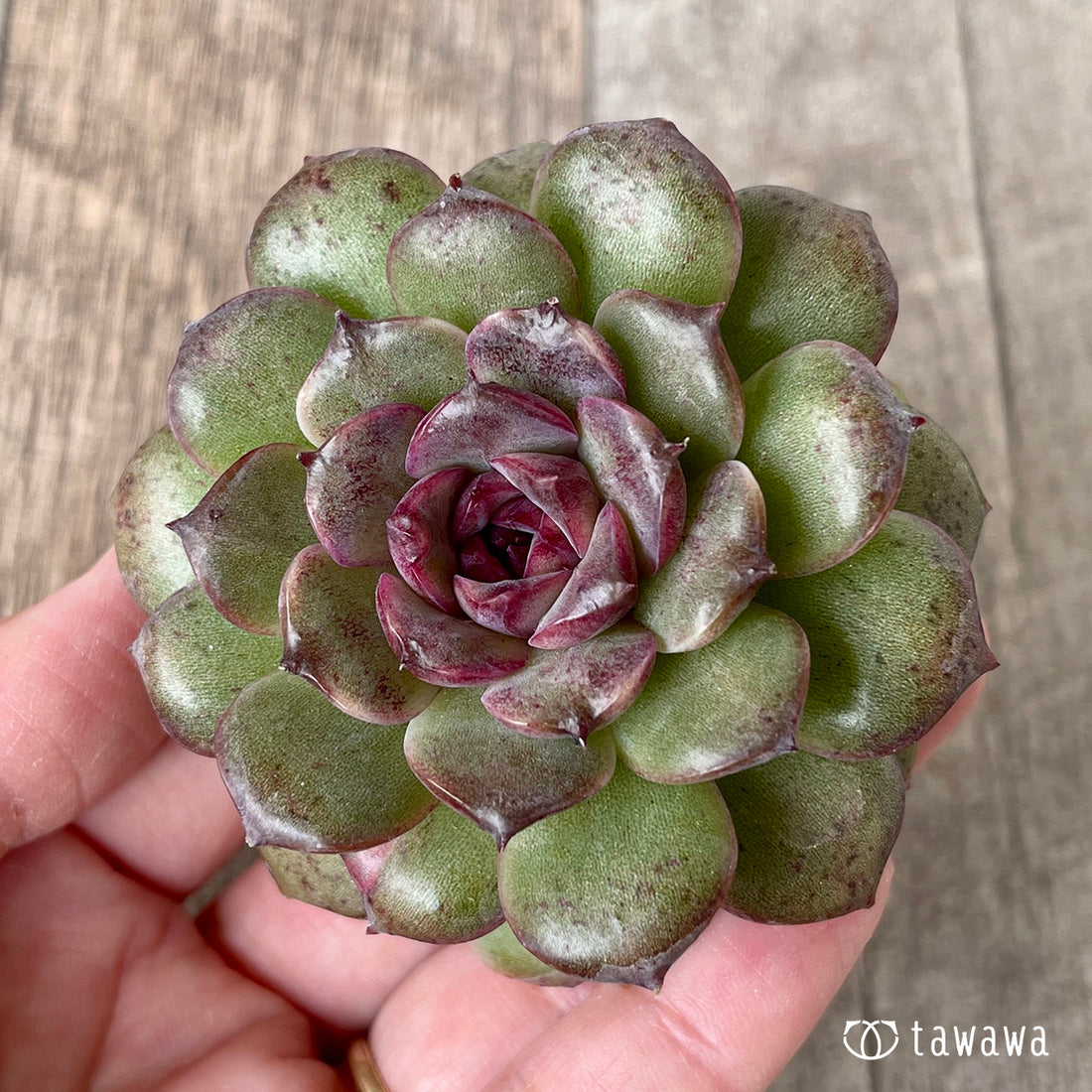 New Arrivals: Ice Green