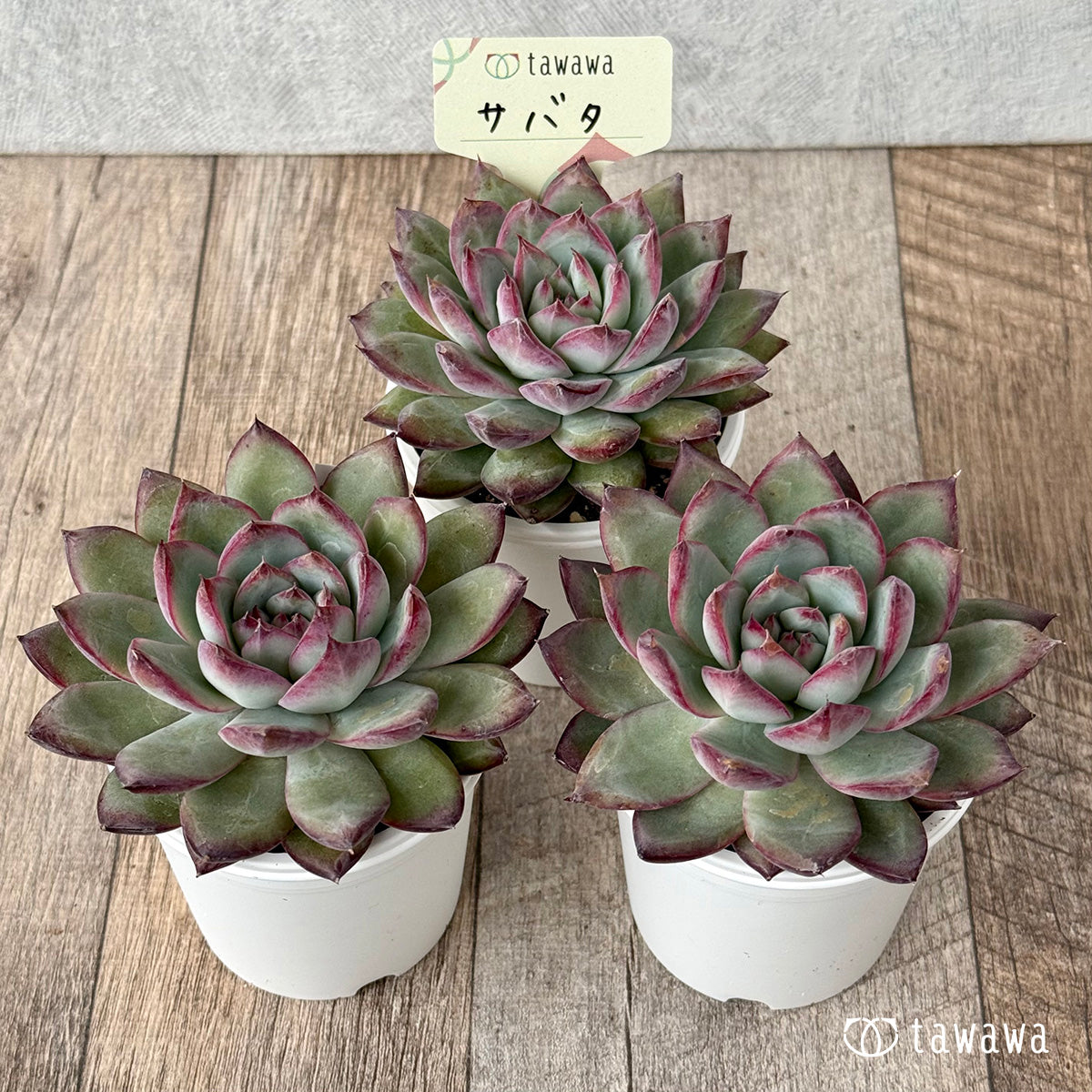 *新発売* サバタ(エアーマジック農園)【tawawaハウス苗】