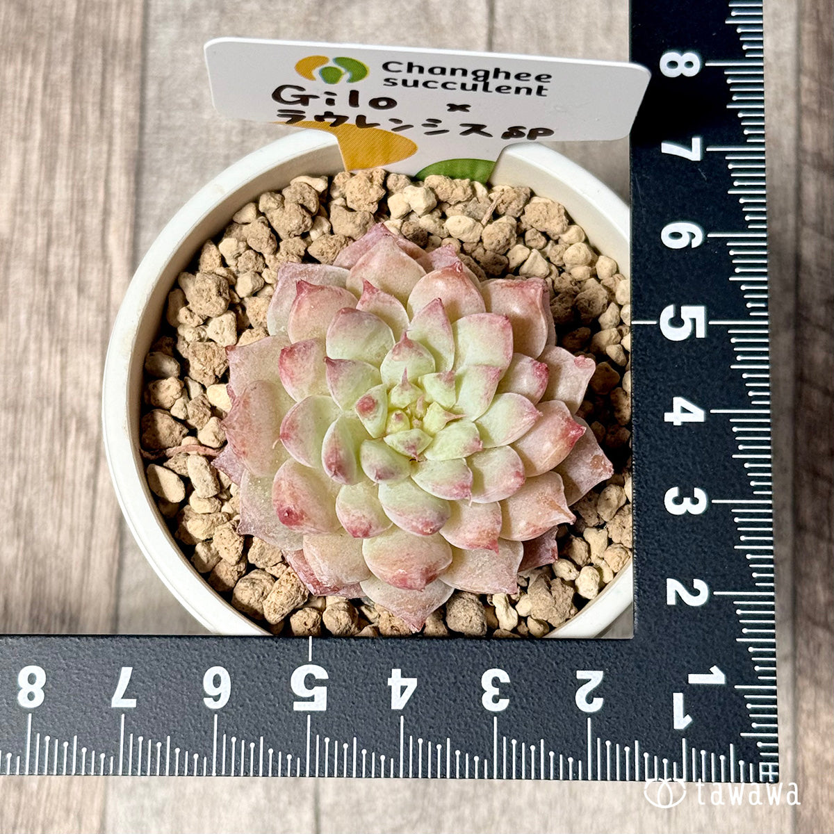 New Arrivals: Ice Green