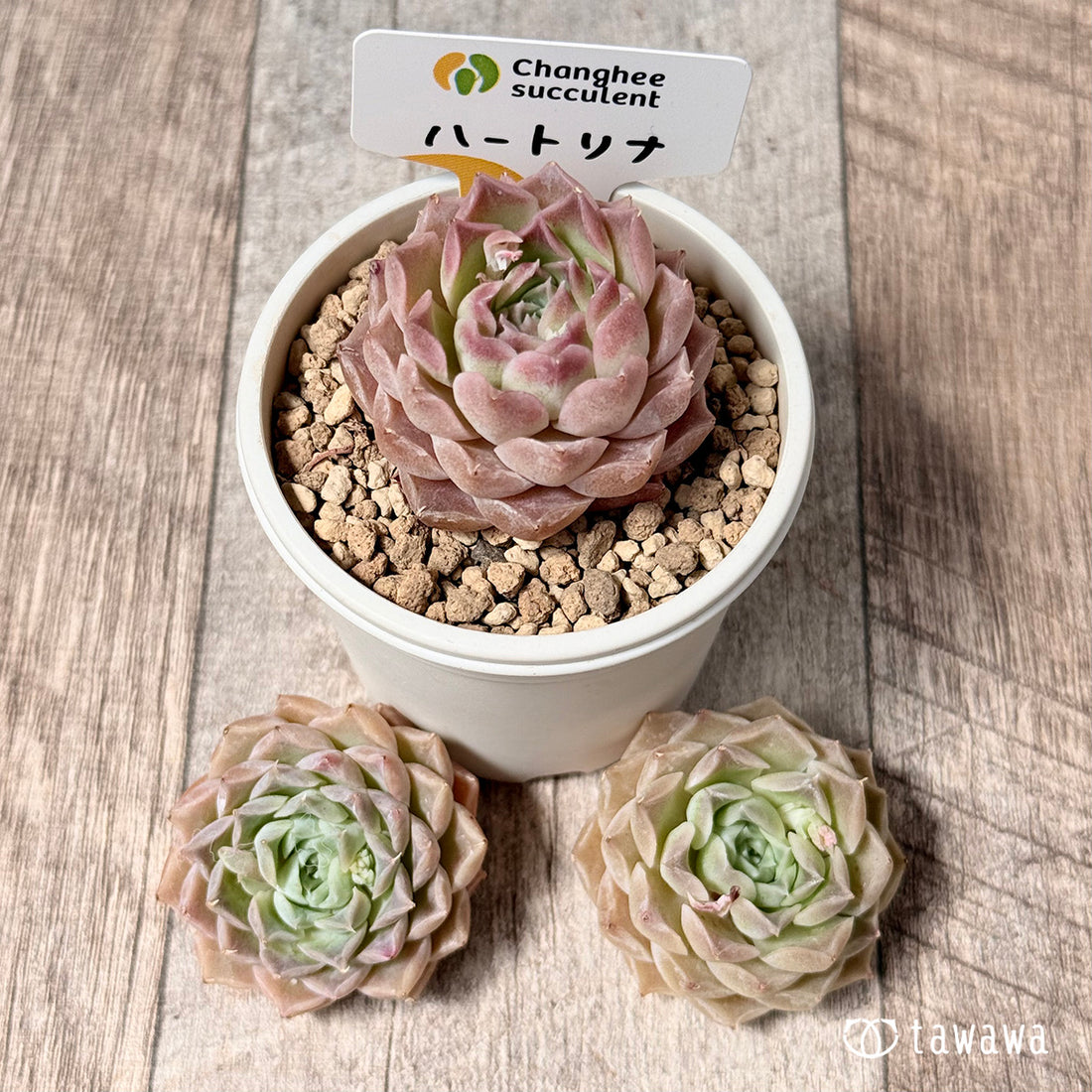 ハートリナ(チャンヒー農園苗)