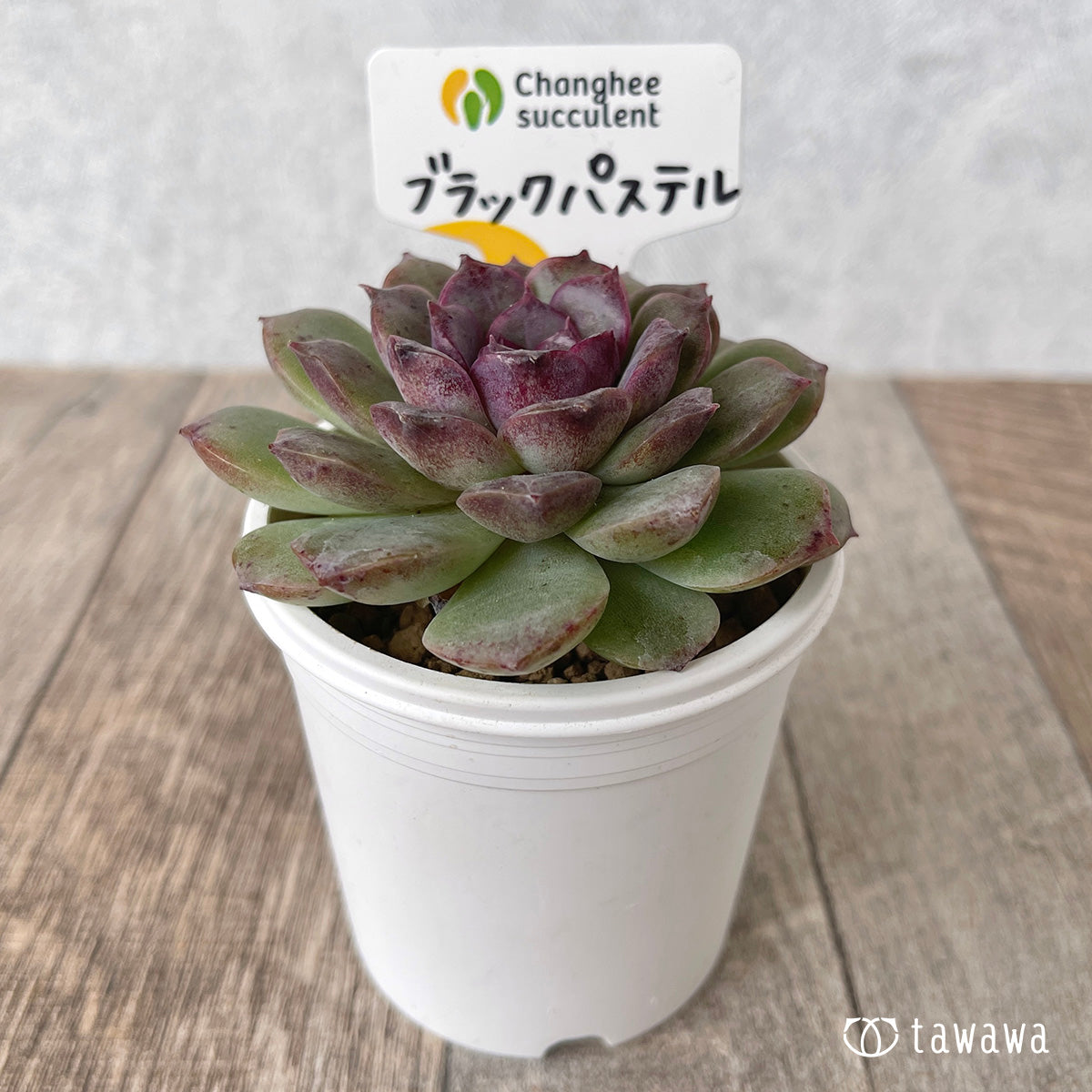 *新入荷* ブラックパステル【単頭】(チャンヒー農園苗)