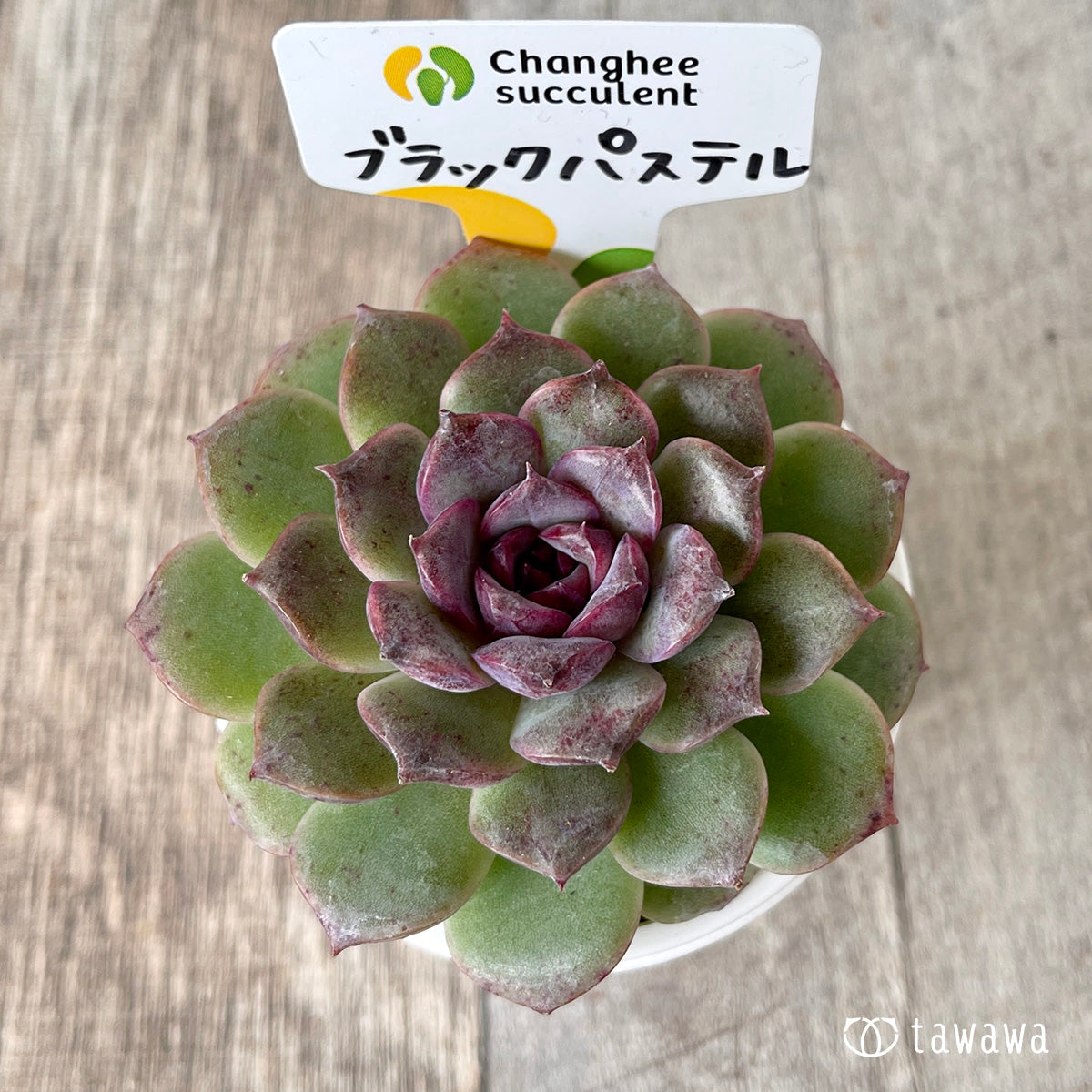 *新入荷* ブラックパステル【単頭】(チャンヒー農園苗)