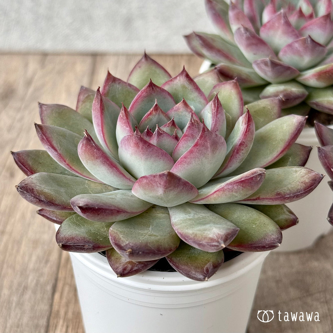 *新発売* サバタ(エアーマジック農園)【tawawaハウス苗】