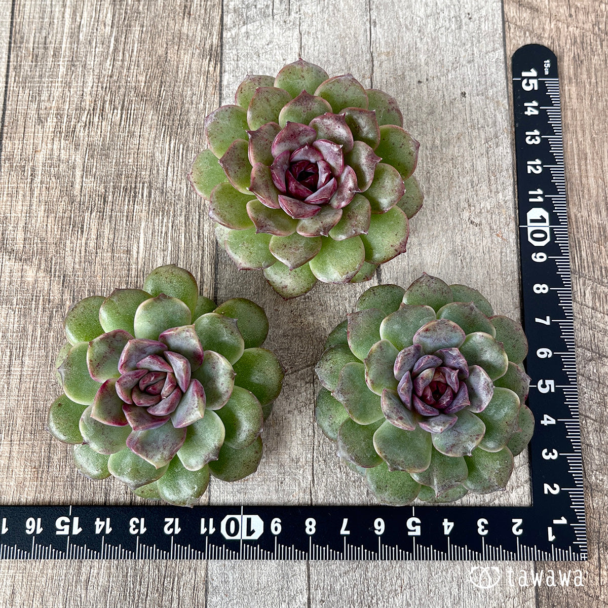 *新入荷* ブラックパステル【単頭】(チャンヒー農園苗)