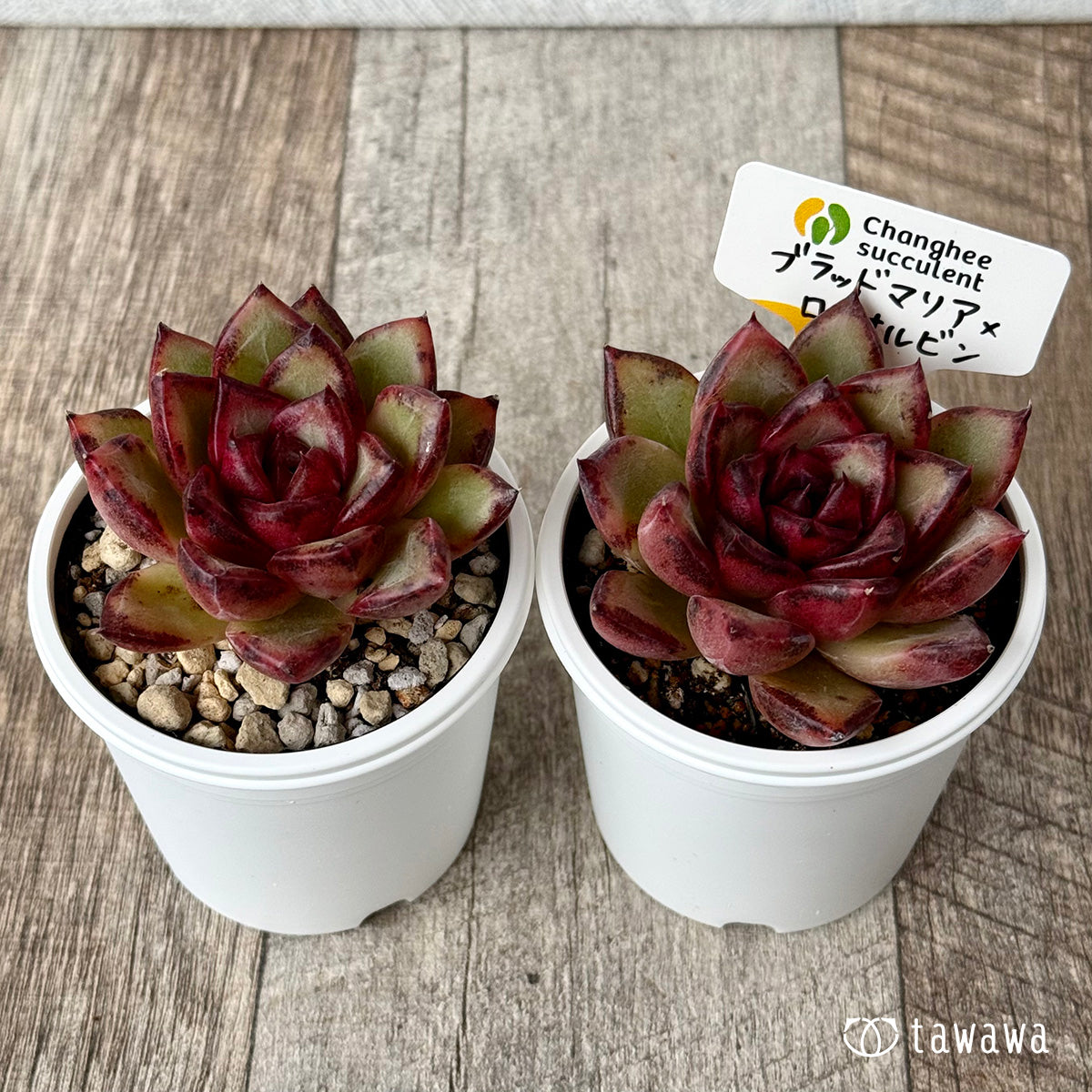 *新発売* ブラッドマリア×ロメオルビン(チャンヒー農園)【tawawaハウス苗】