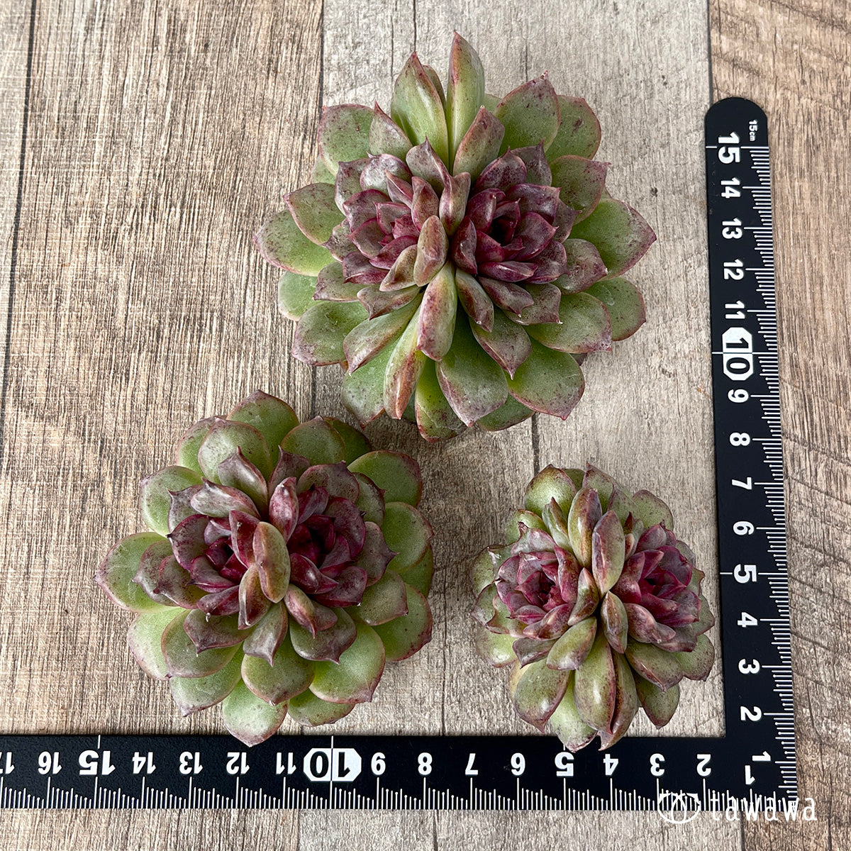 *新入荷* ブラックパステル【双頭】(チャンヒー農園苗)