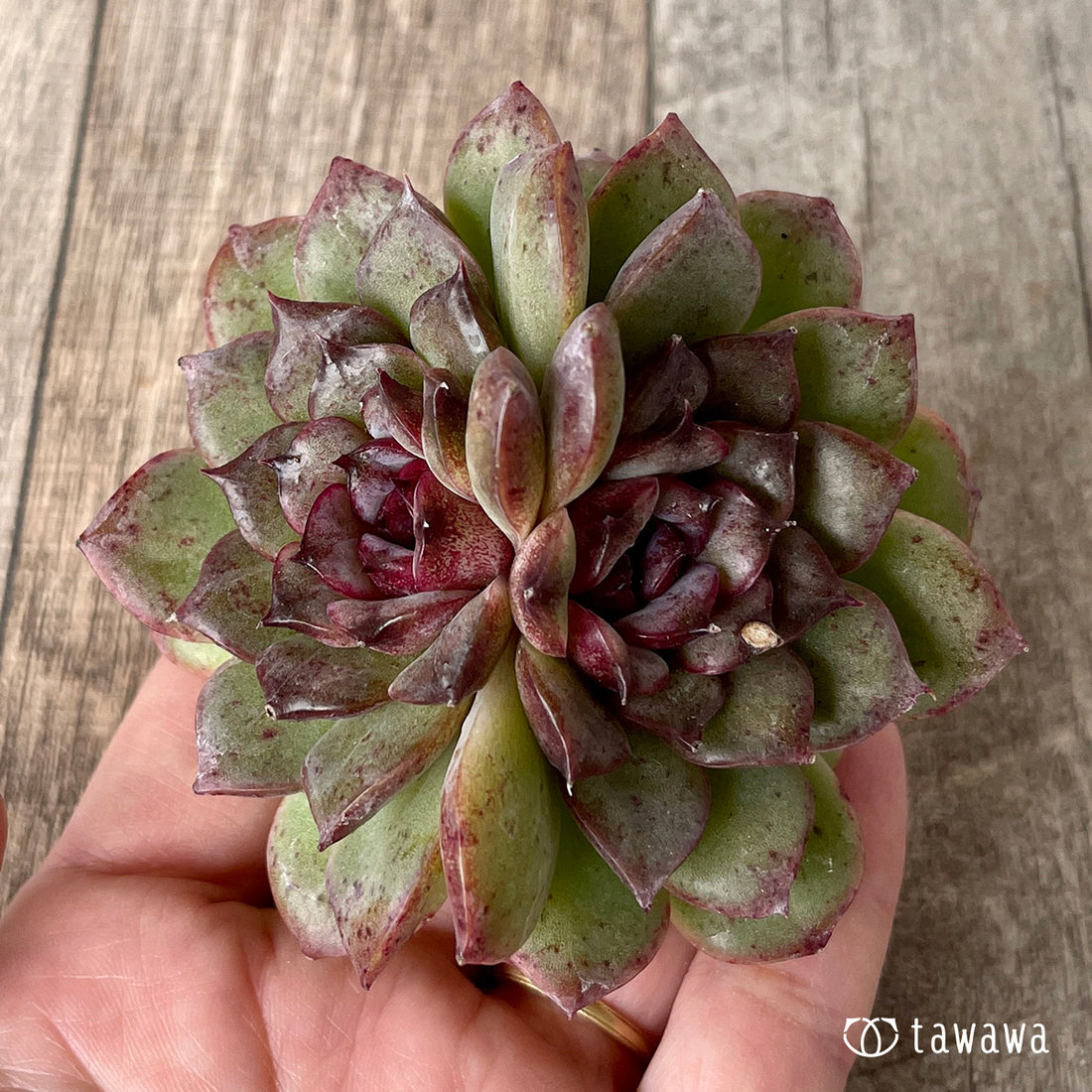 New Arrivals: Ice Green