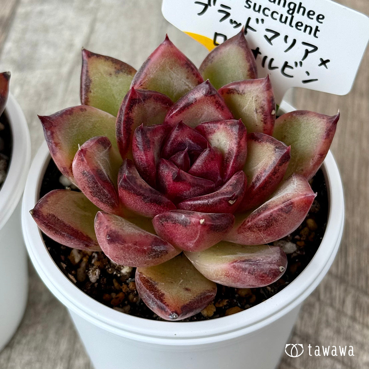 *新発売* ブラッドマリア×ロメオルビン(チャンヒー農園)【tawawaハウス苗】