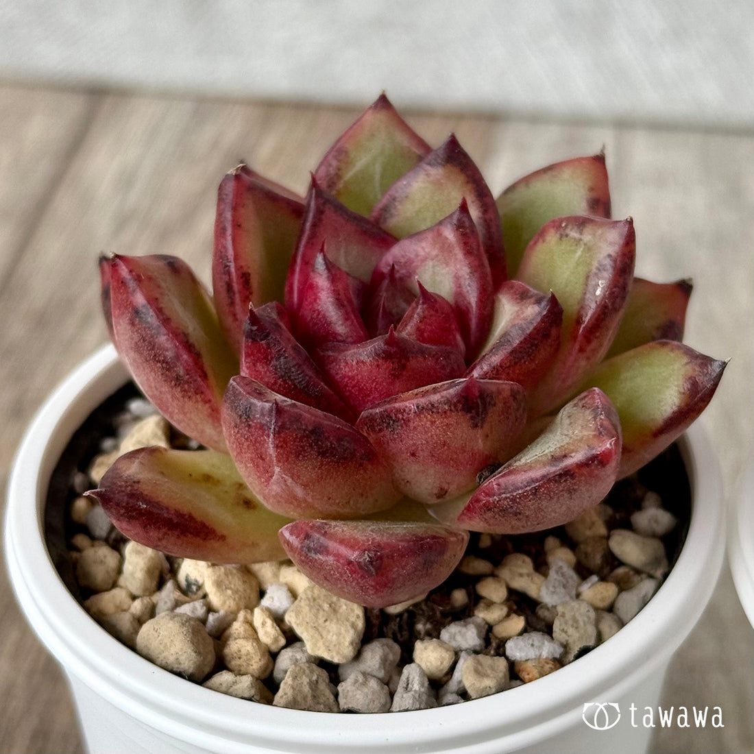 *新発売* ブラッドマリア×ロメオルビン(チャンヒー農園)【tawawaハウス苗】