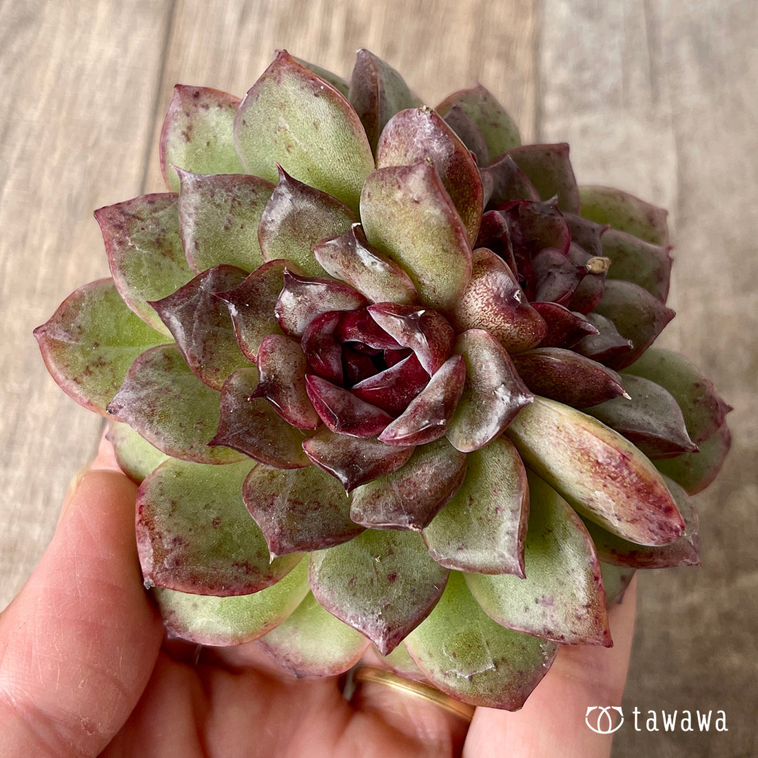 New Arrivals: Ice Green