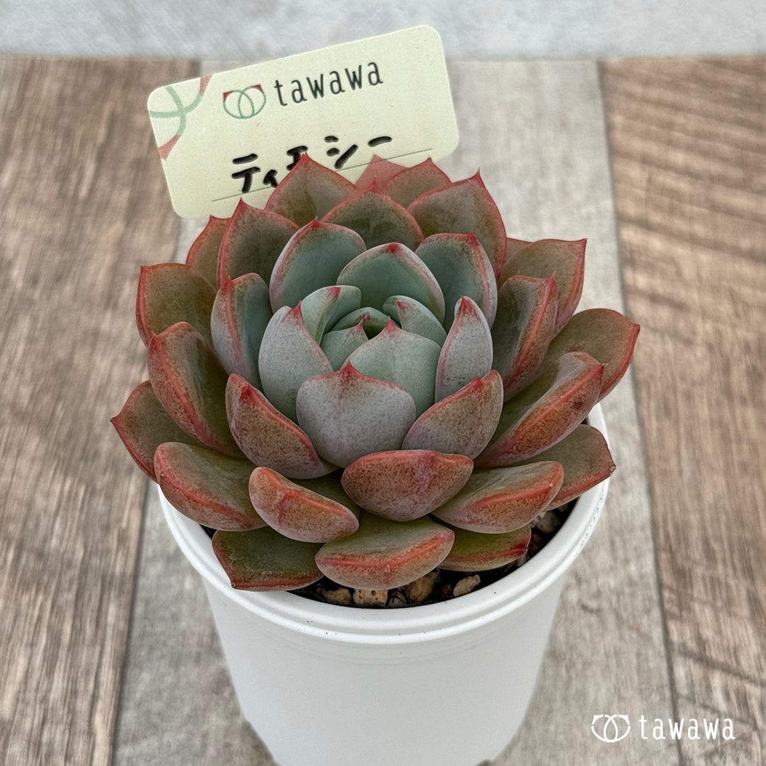 ティモシー 【tawawaハウス苗】