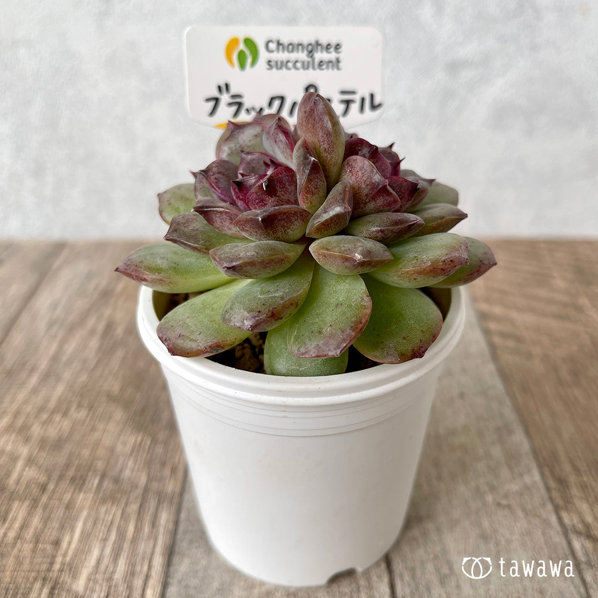 *新入荷* ブラックパステル【双頭】(チャンヒー農園苗)