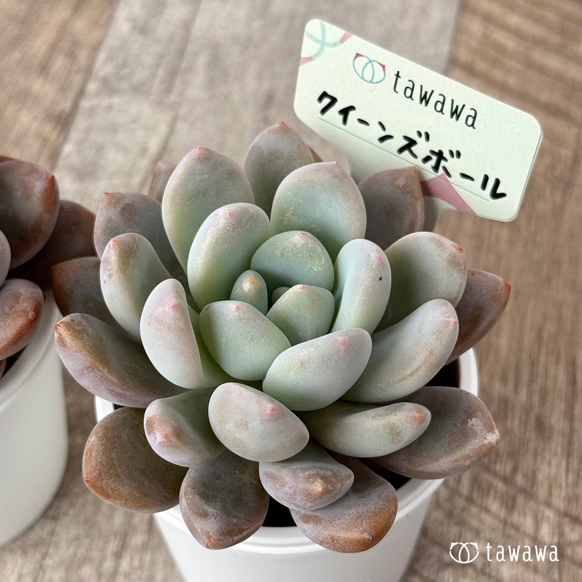 *新発売* クイーンズボール(エアーマジック農園)【tawawaハウス苗】