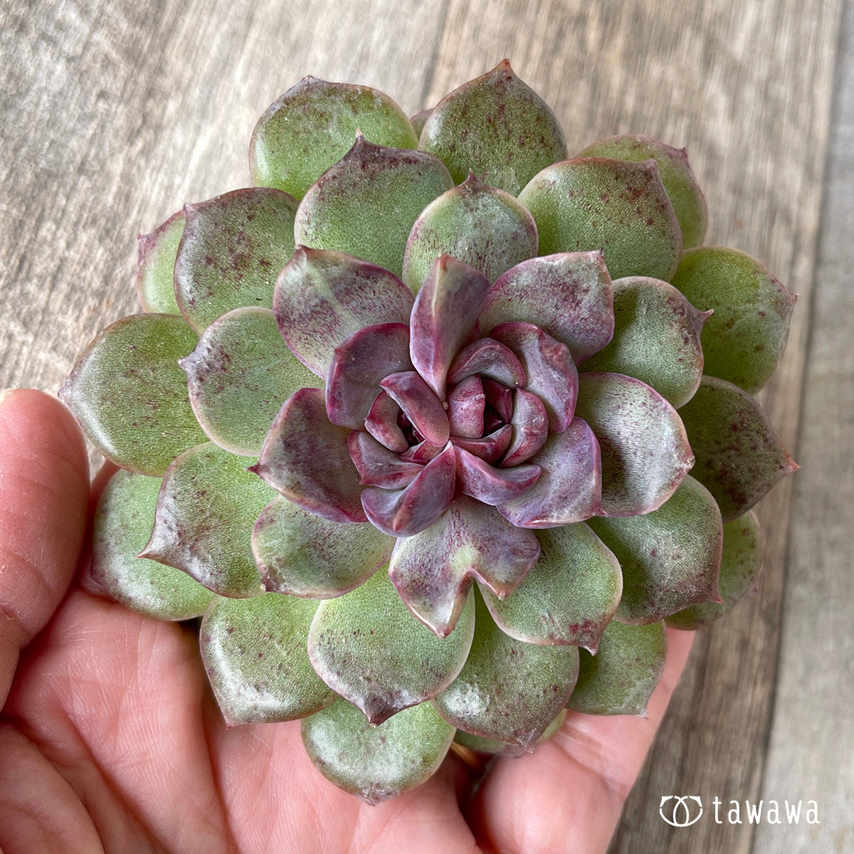 *新入荷* ブラックパステル【双頭】(チャンヒー農園苗)