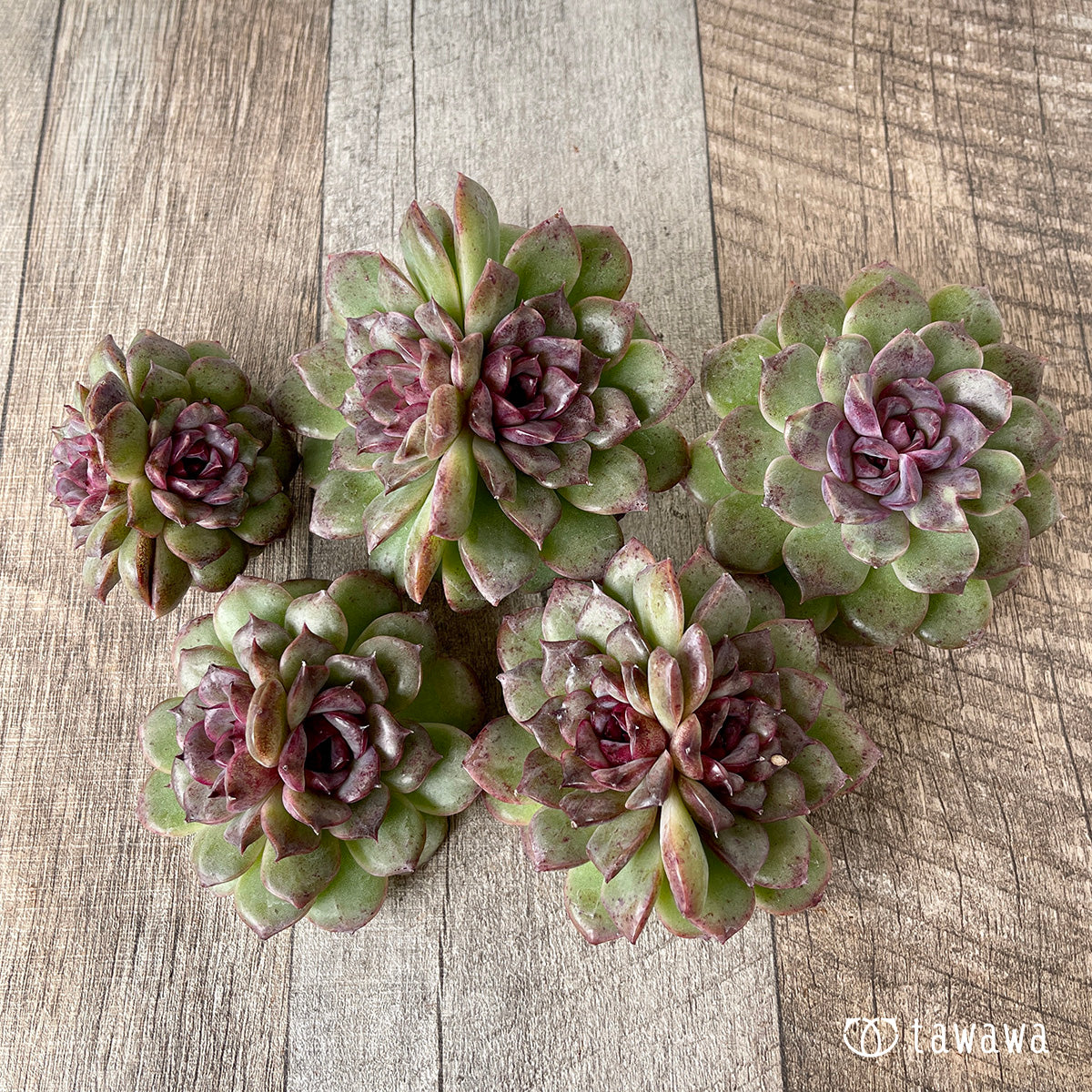 *新入荷* ブラックパステル【双頭】(チャンヒー農園苗)