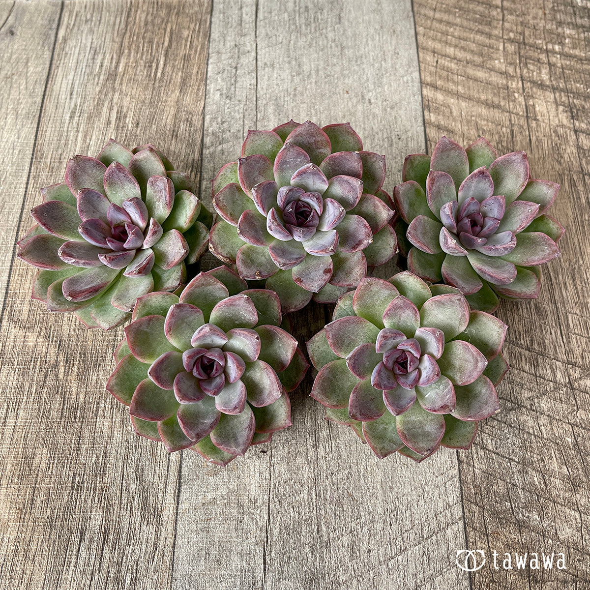 *新入荷* ブラックサプライズ(チャンヒー農園苗)