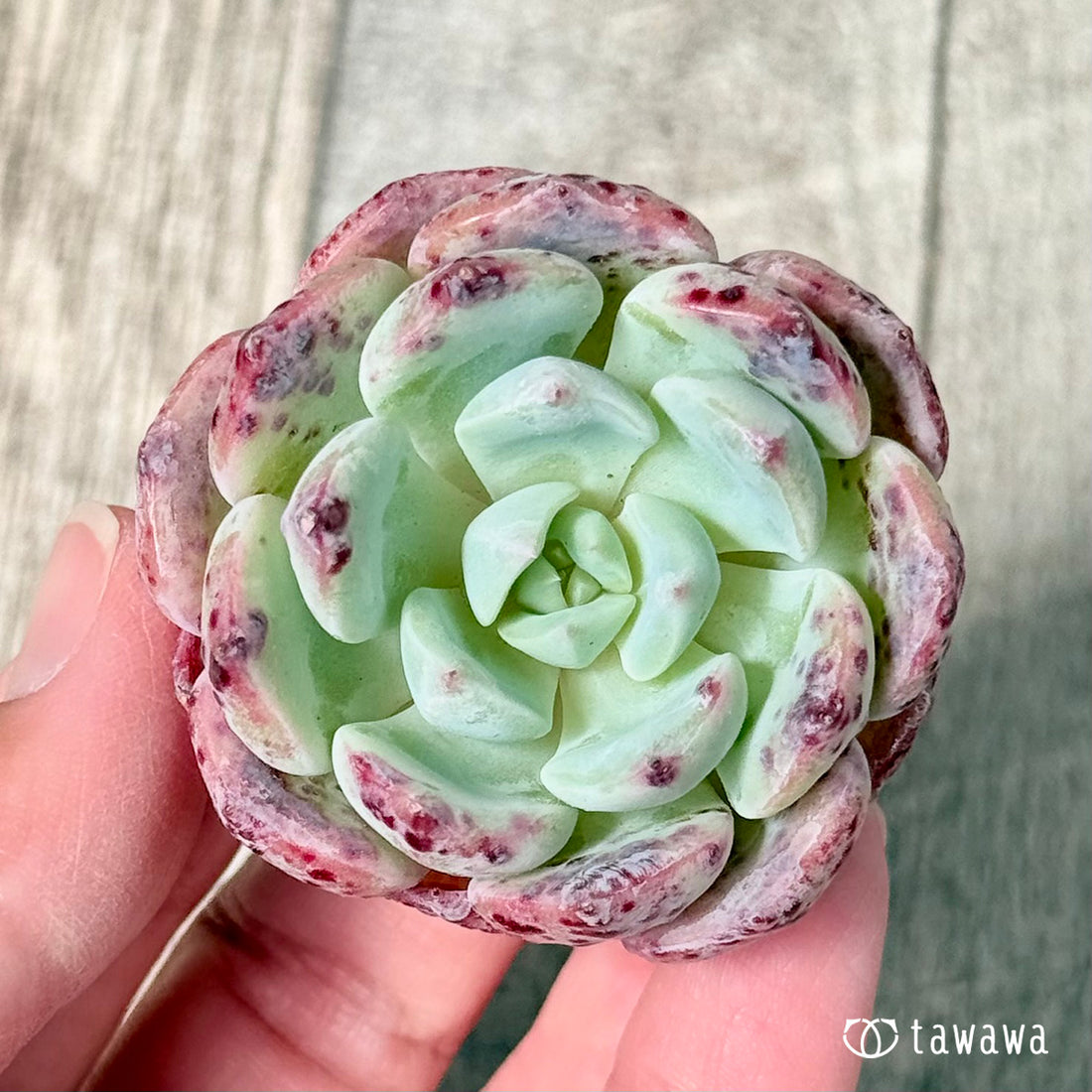 ポイズン【単頭苗】(チャンヒー農園苗)