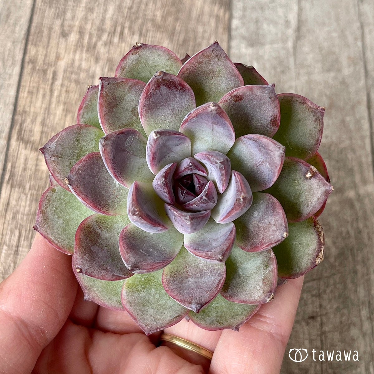 【アイビー】５品種　多肉植物 11/9発売】ブラックサプライズ（チャンヒー農園苗） – 多肉植物の通販