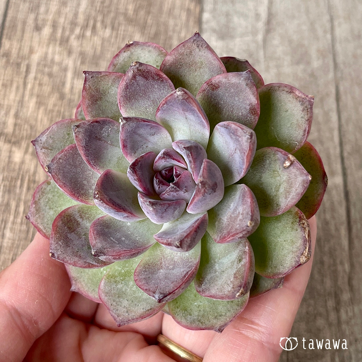 *新入荷* ブラックサプライズ(チャンヒー農園苗)