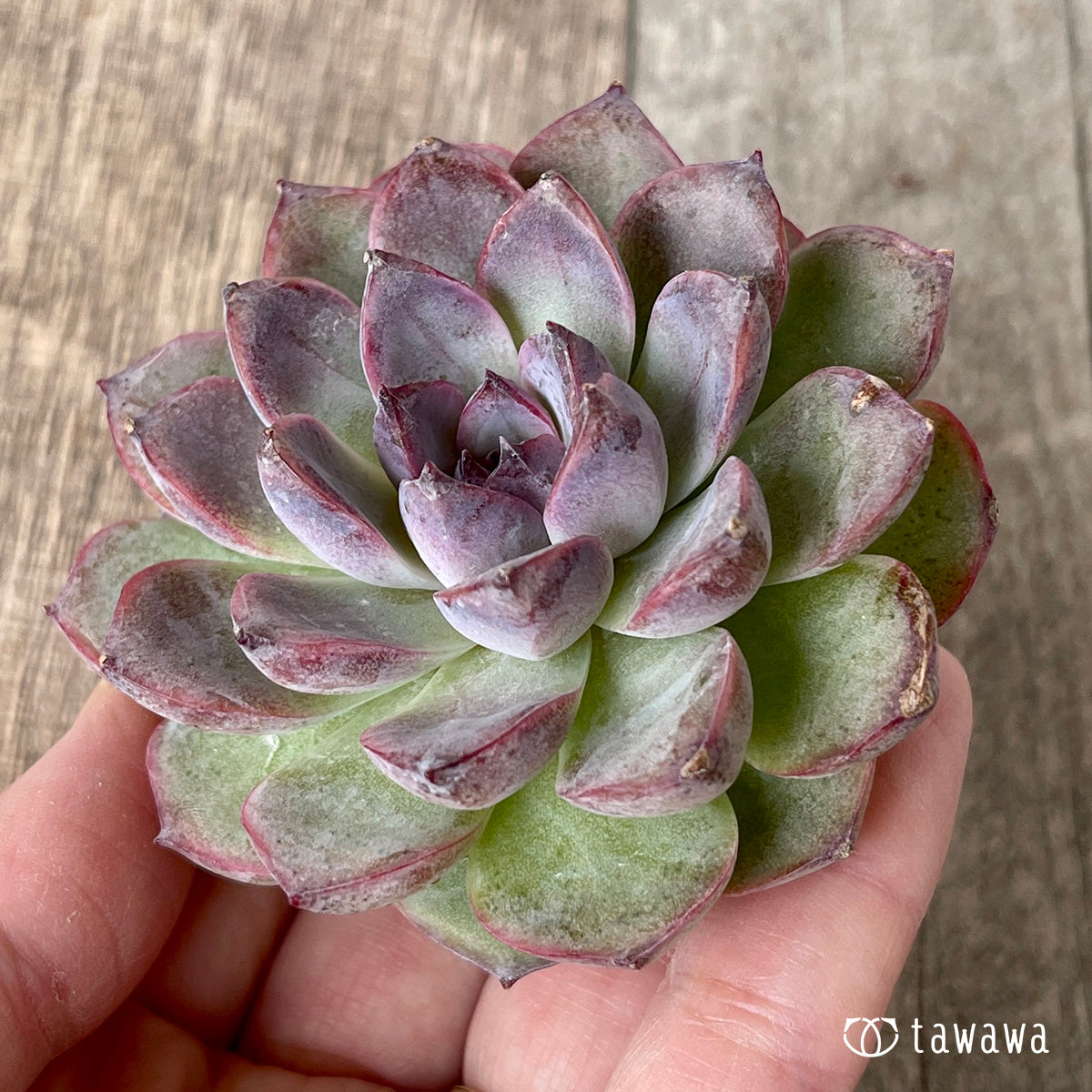 *新入荷* ブラックサプライズ(チャンヒー農園苗)