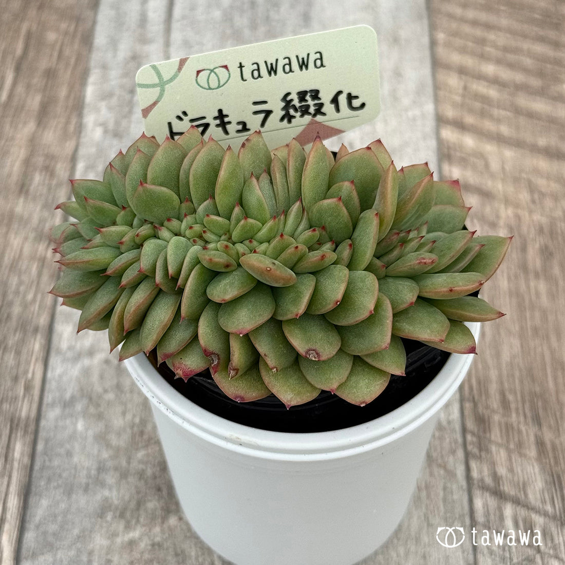 ドラキュラ綴化① 【tawawaハウス苗】