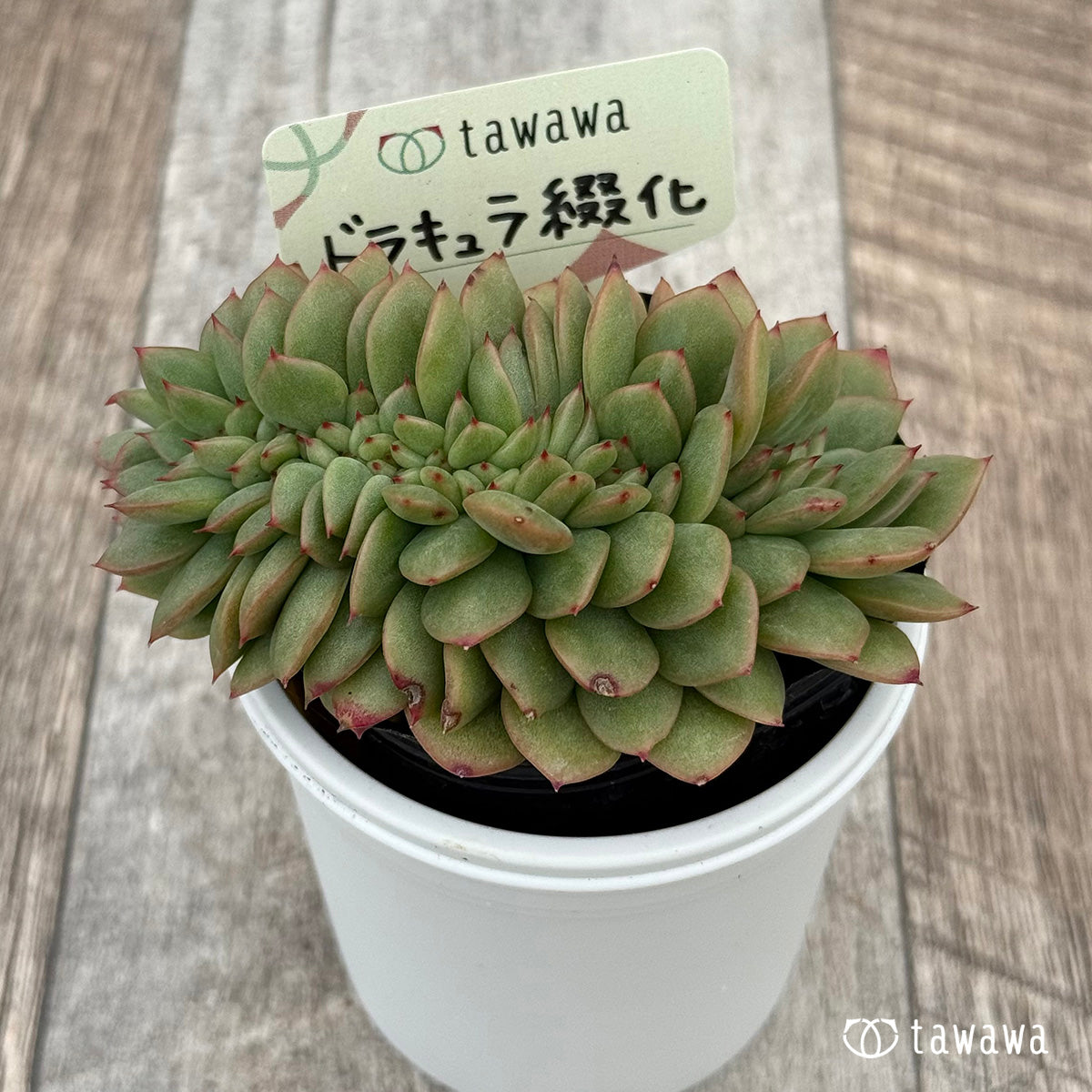 ドラキュラ綴化① 【tawawaハウス苗】
