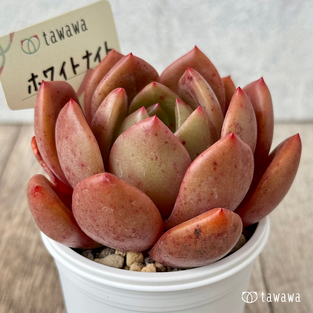 *新発売* ホワイトナイト(白夜) 【tawawaハウス苗】