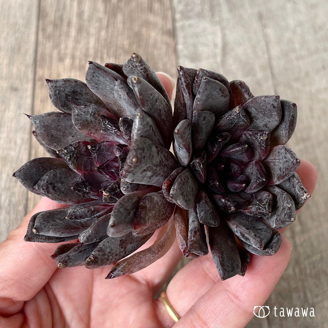 ブラックザラゴーサ【双頭】(チャンヒー農園苗)