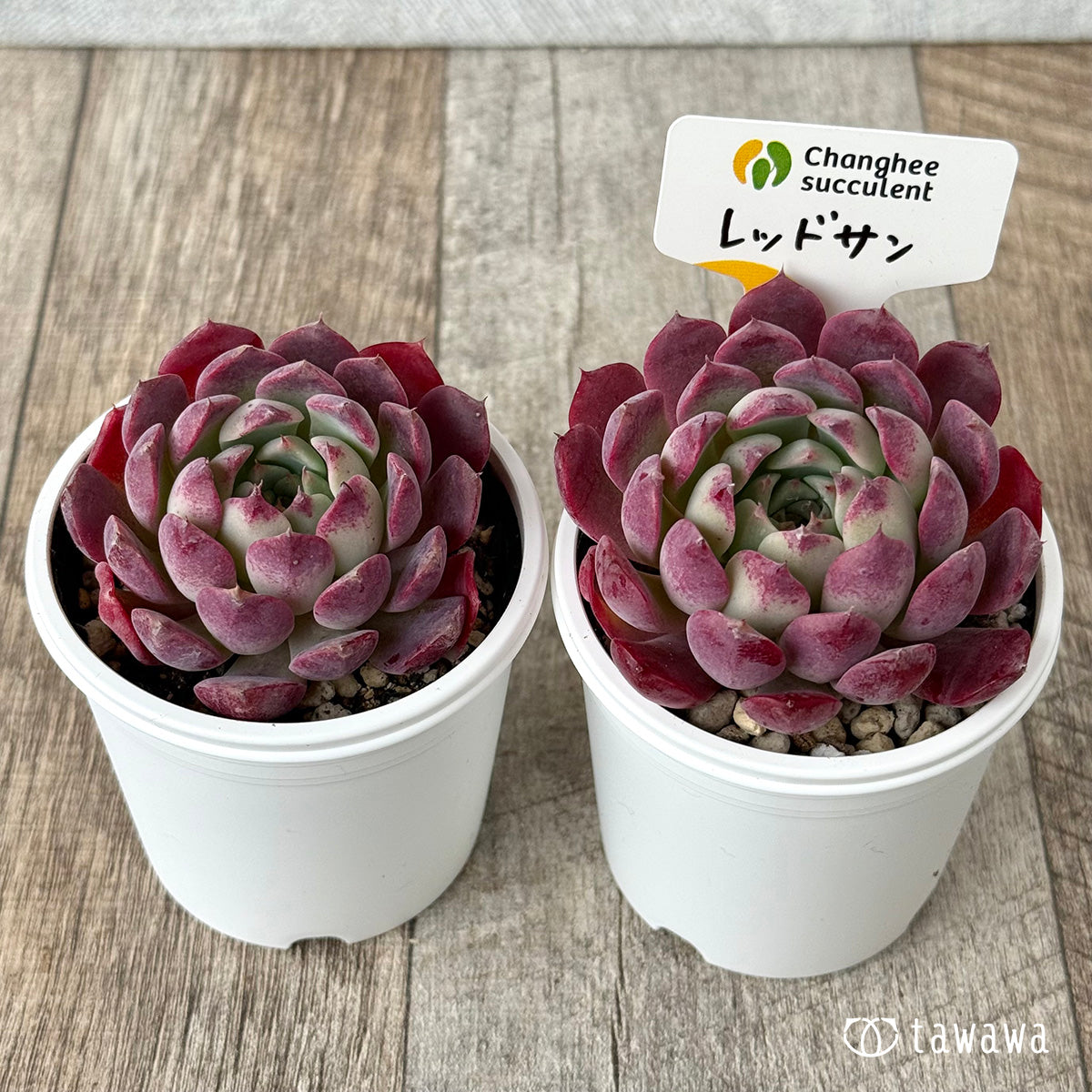 New Arrivals: Ice Green