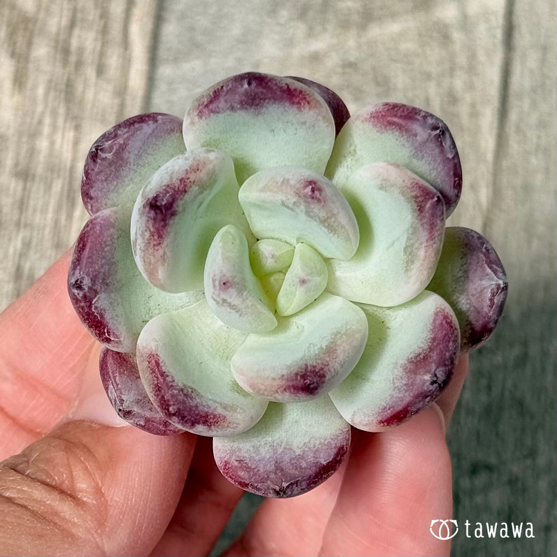 New Arrivals: Ice Green