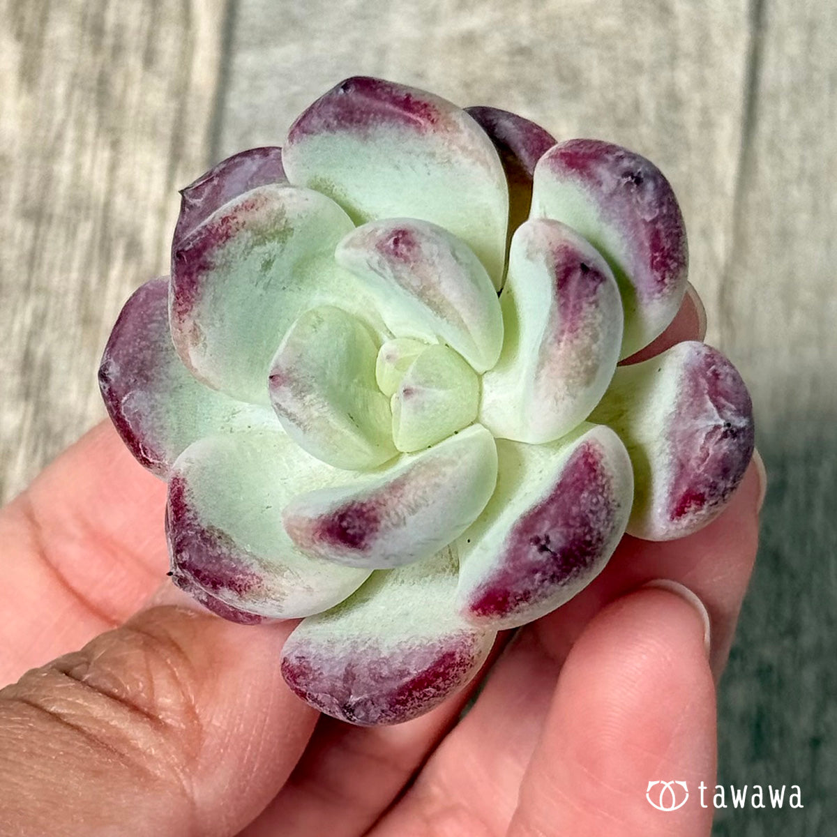 New Arrivals: Ice Green