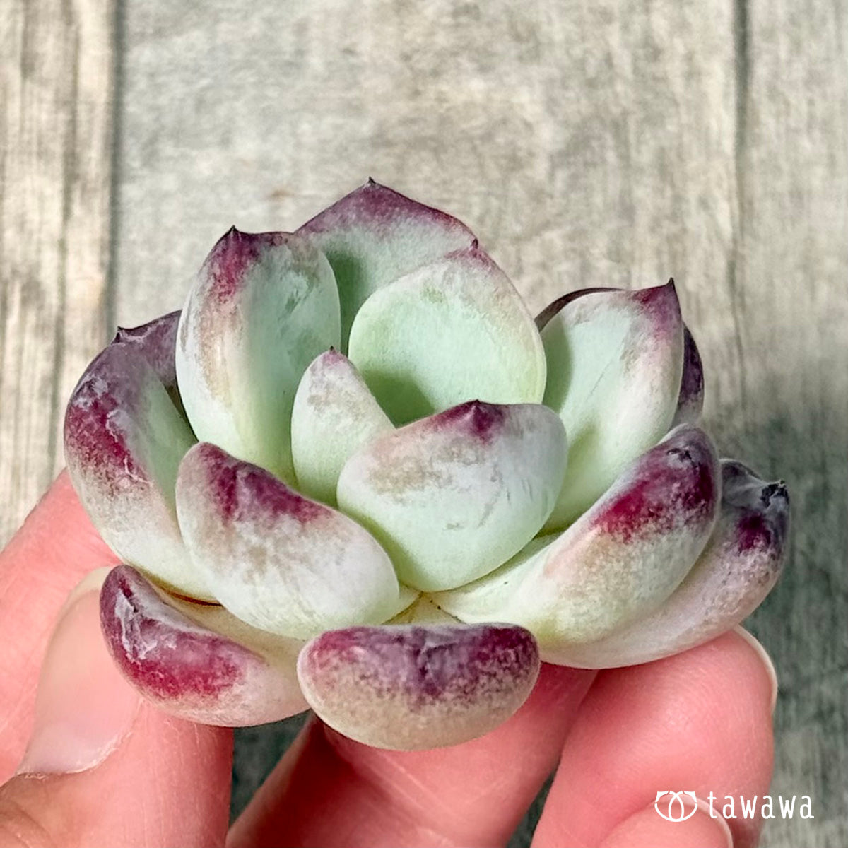 New Arrivals: Ice Green
