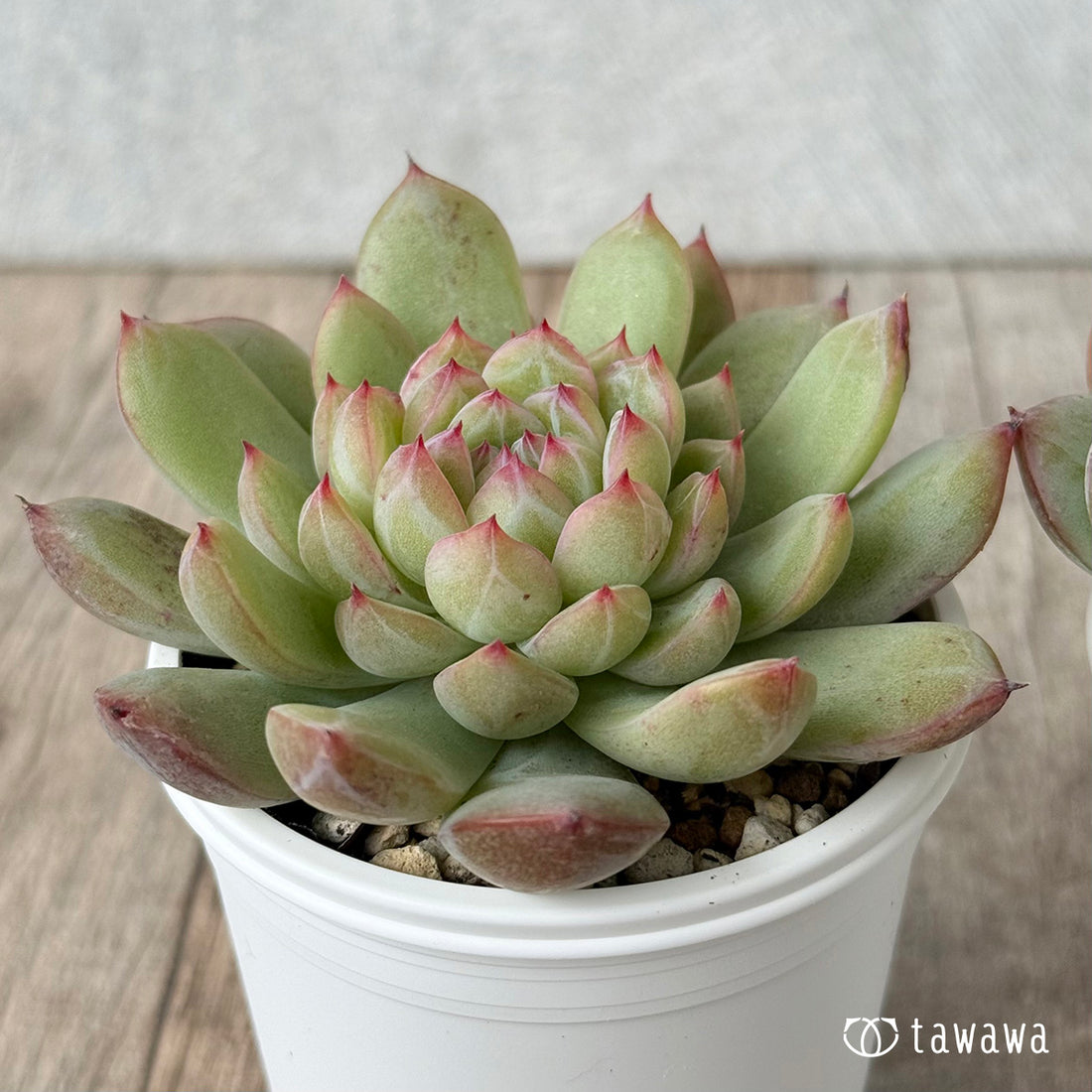 *新発売* 白雪【tawawaハウス苗】