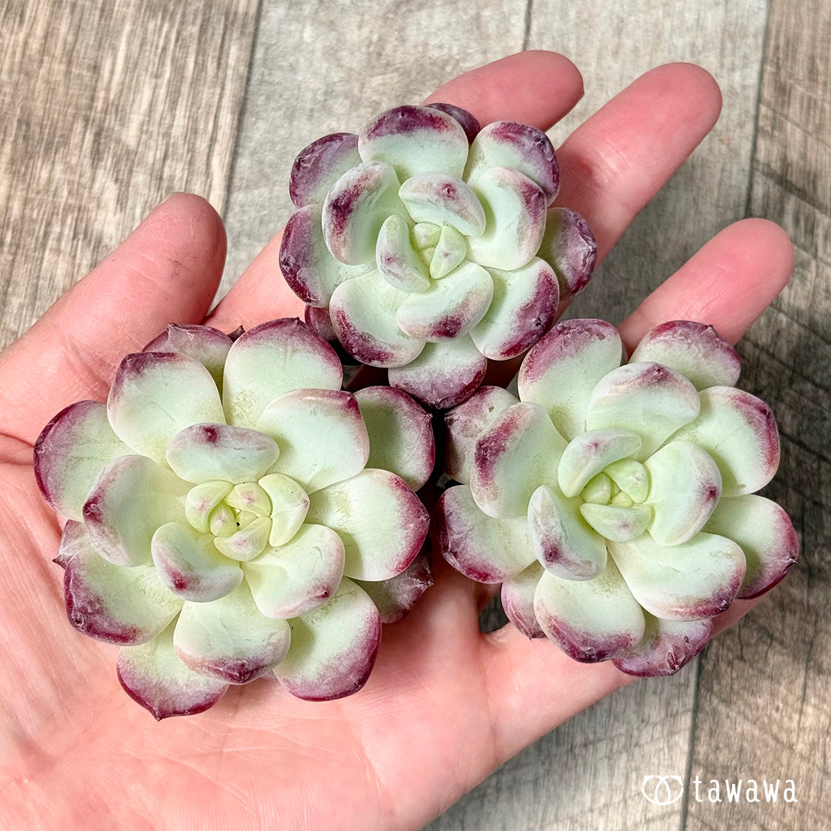 New Arrivals: Ice Green