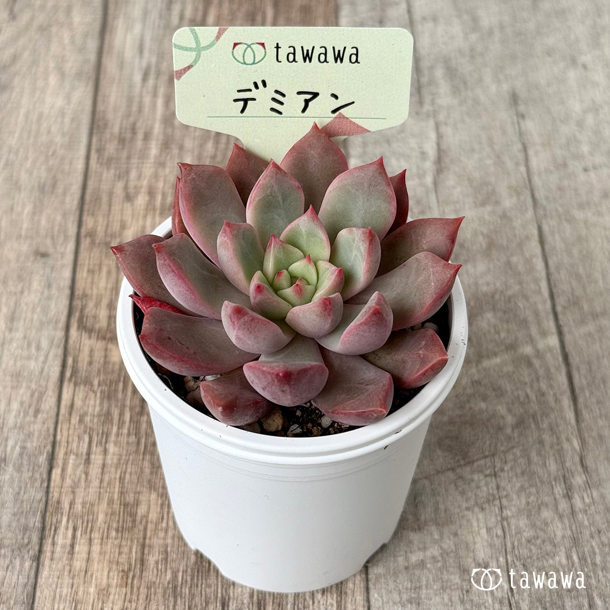 *新発売* デミアン【tawawaハウス苗】