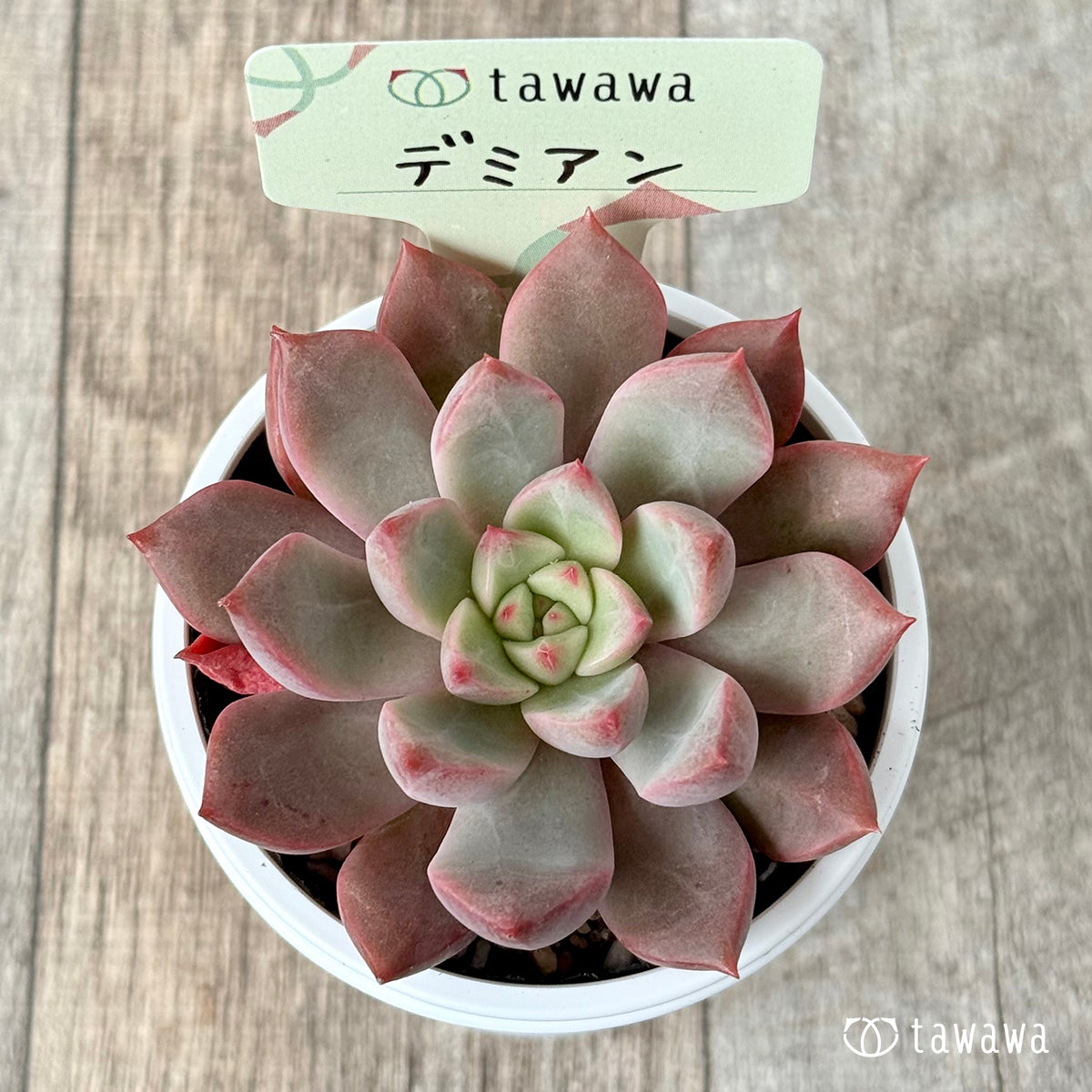 *新発売* デミアン【tawawaハウス苗】