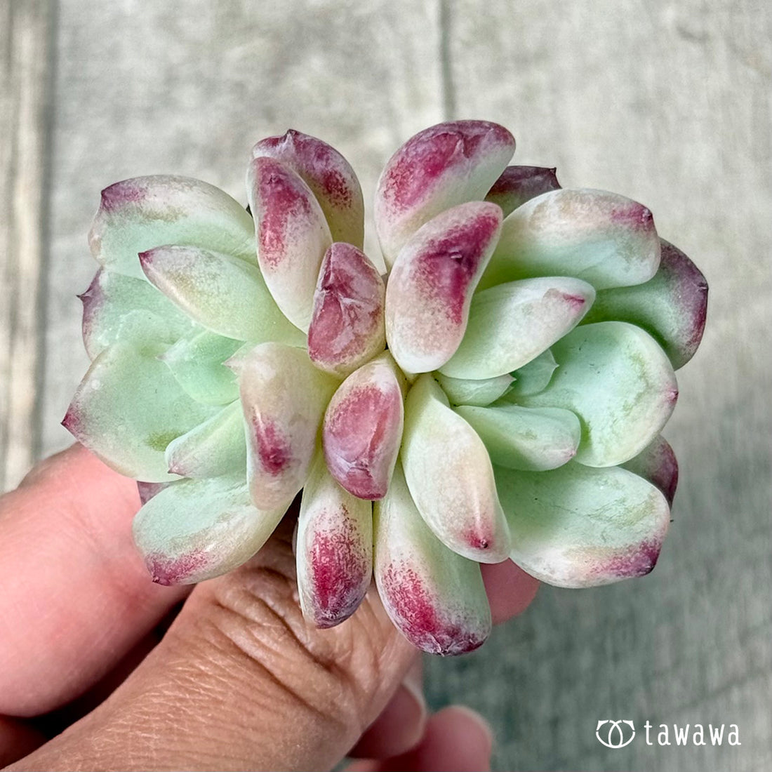 New Arrivals: Ice Green