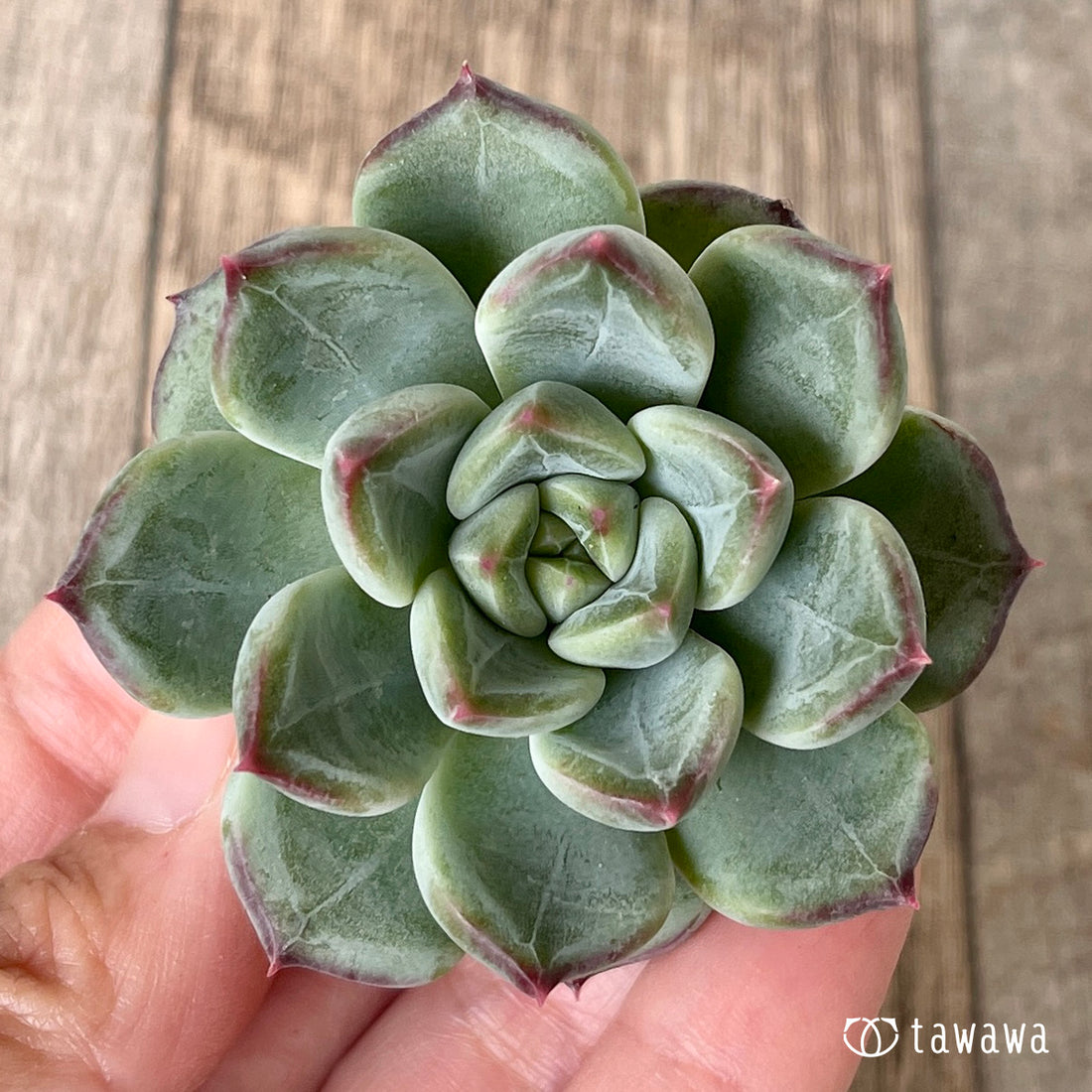 New Arrivals: Ice Green