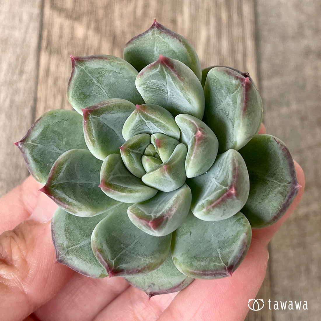 New Arrivals: Ice Green