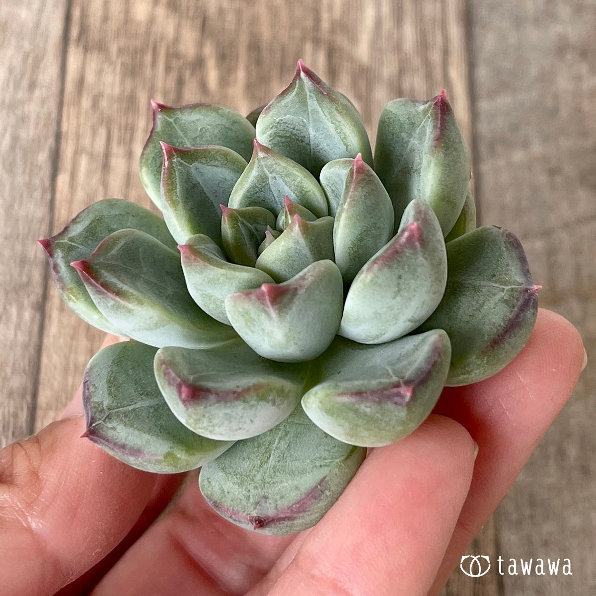 *新入荷* マチャコーン(チャンヒー農園苗)