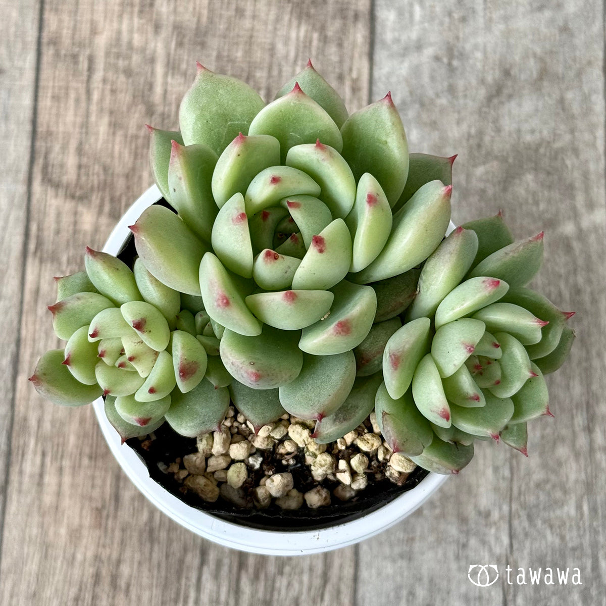 名前のない葉挿し苗②【tawawaハウス苗】