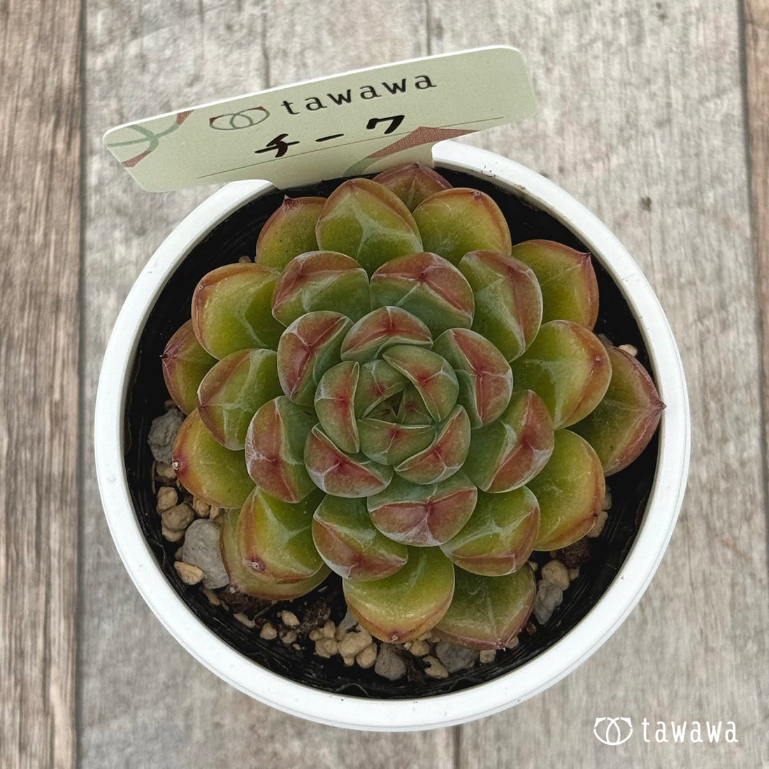 チーク 【tawawaハウス苗】