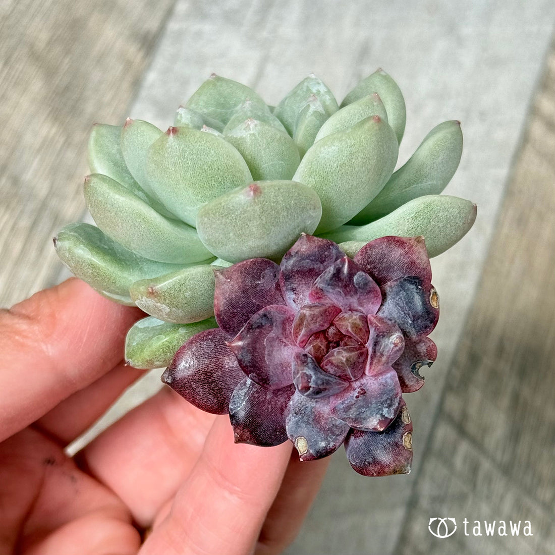 *抽選販売* チュビ&ムジ(チャンヒー農園苗)