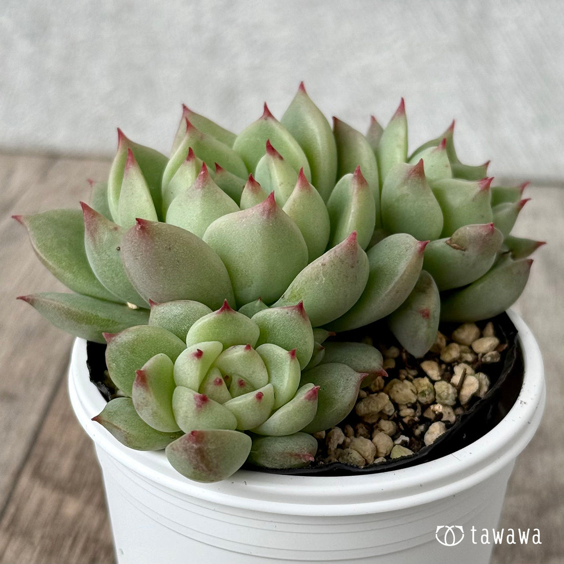 名前のない葉挿し苗②【tawawaハウス苗】