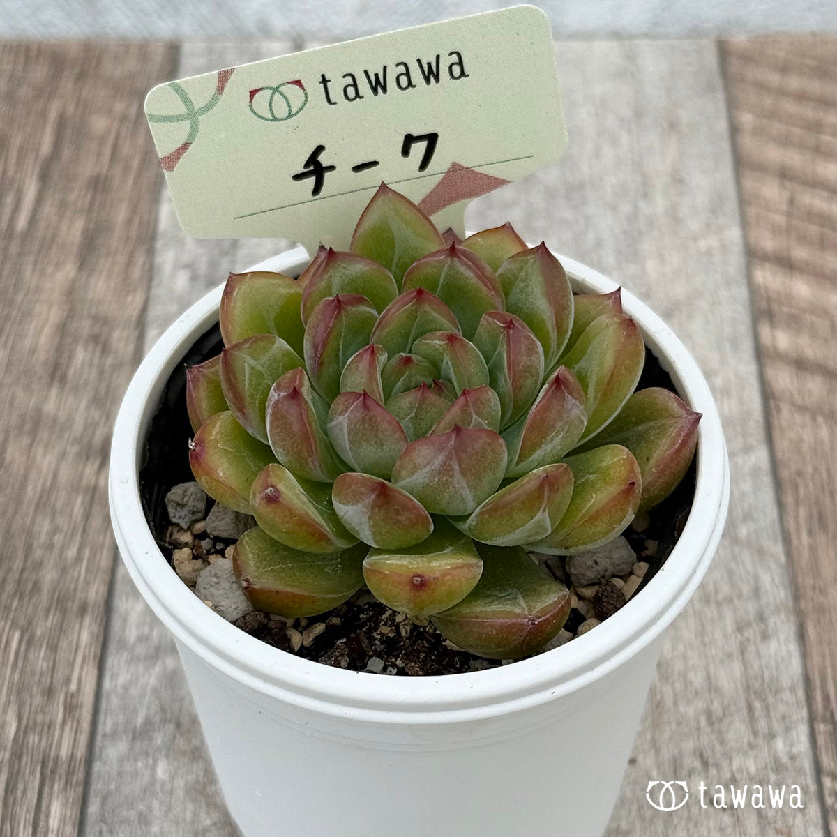 チーク 【tawawaハウス苗】