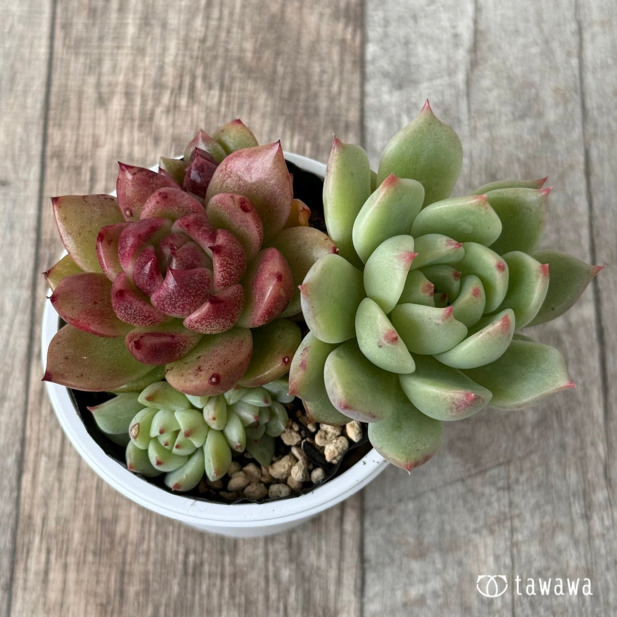 名前のない葉挿し苗③【tawawaハウス苗】