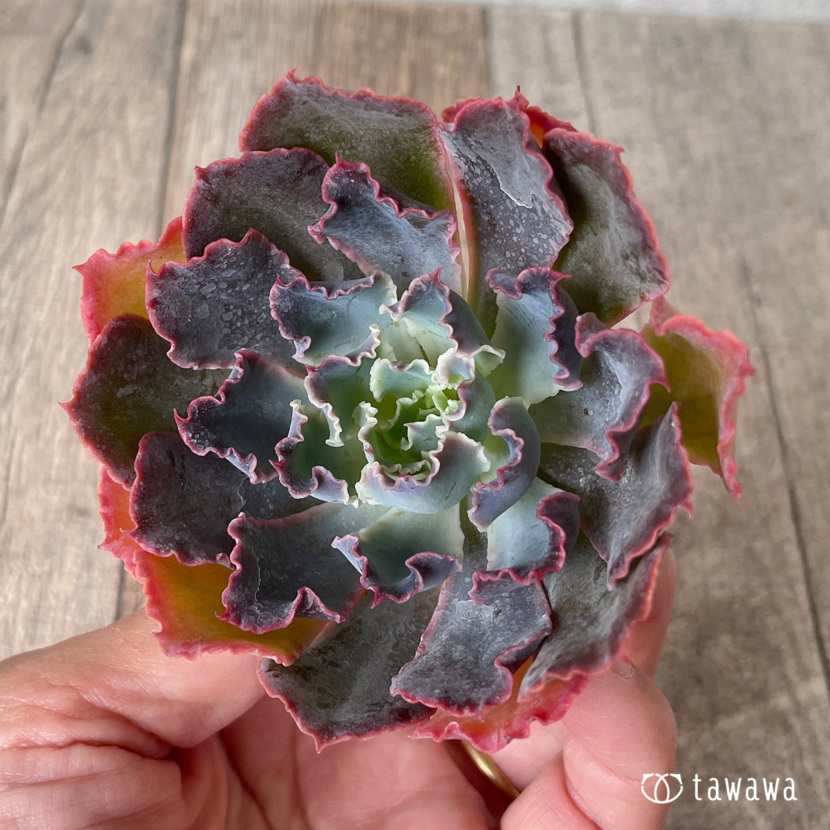 *新入荷* マドレデルスル(チャンヒー農園苗)