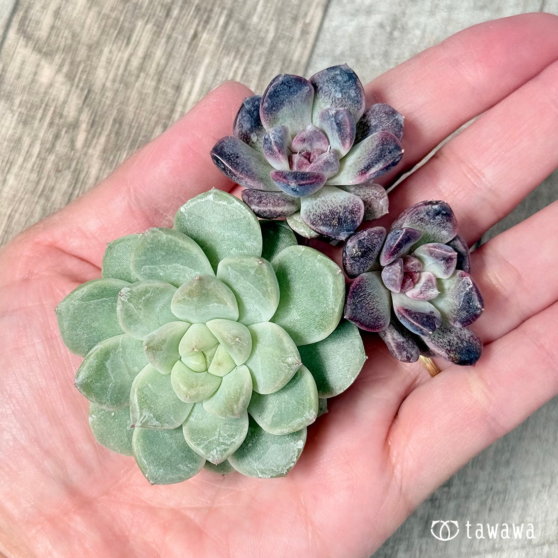 チュビ&ムジ【🚨枝分かれ】(チャンヒー農園苗)